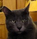 Avatar du membre