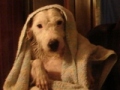 Avatar du membre